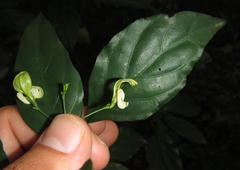 Justicia campylostemon