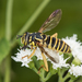Eastern Hornet Fly - Photo (c) Heather Holm, some rights reserved (CC BY-NC), uploaded by Heather Holm