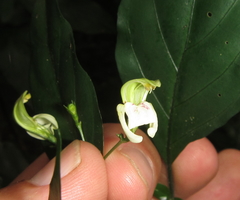 Justicia campylostemon