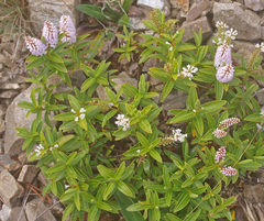 Veronica stricta lata