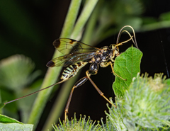 Spilopteron formosum