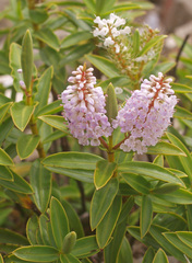 Veronica stricta lata
