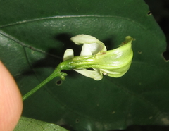 Justicia campylostemon