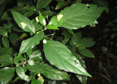 Justicia campylostemon