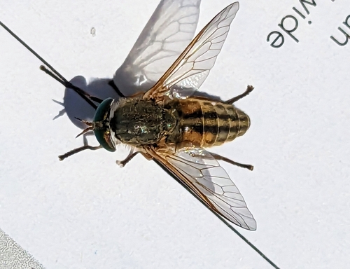 Saltmarsh Greenhead Flies photo 4