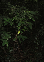 Justicia campylostemon