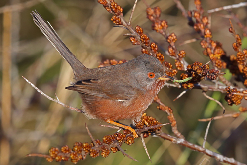 Curruca undata