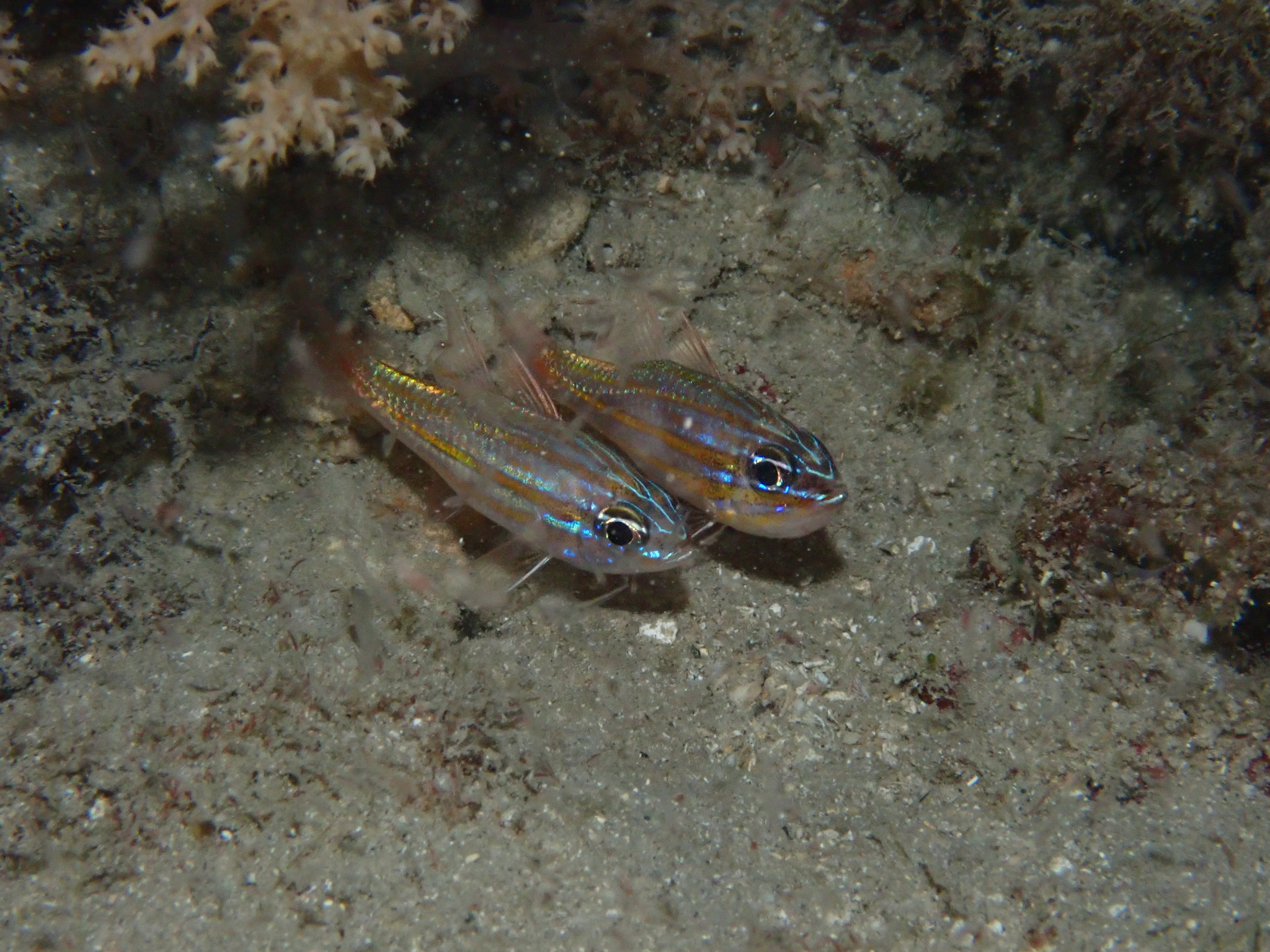 金帶鸚天竺鯛(疏蘿) Ostorhinchus cyanosoma