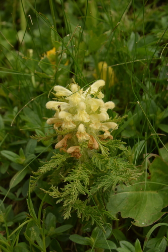 Image of Pedicularis foliosa by (c) Mitch Van Dyke, some rights reserved (CC BY)