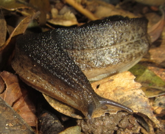 Chlamydephorus sexangulus