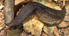 Chlamydephorus sexangulus