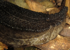 Chlamydephorus sexangulus