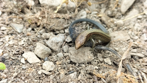 Proctoporus chasqui