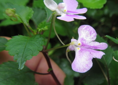 Impatiens hochstetteri