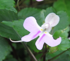 Impatiens hochstetteri