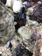 Mytilus californianus