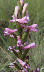 Disa stachyoides