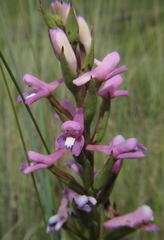 Disa stachyoides