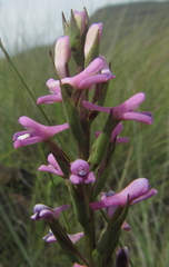 Disa stachyoides