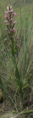 Disa stachyoides