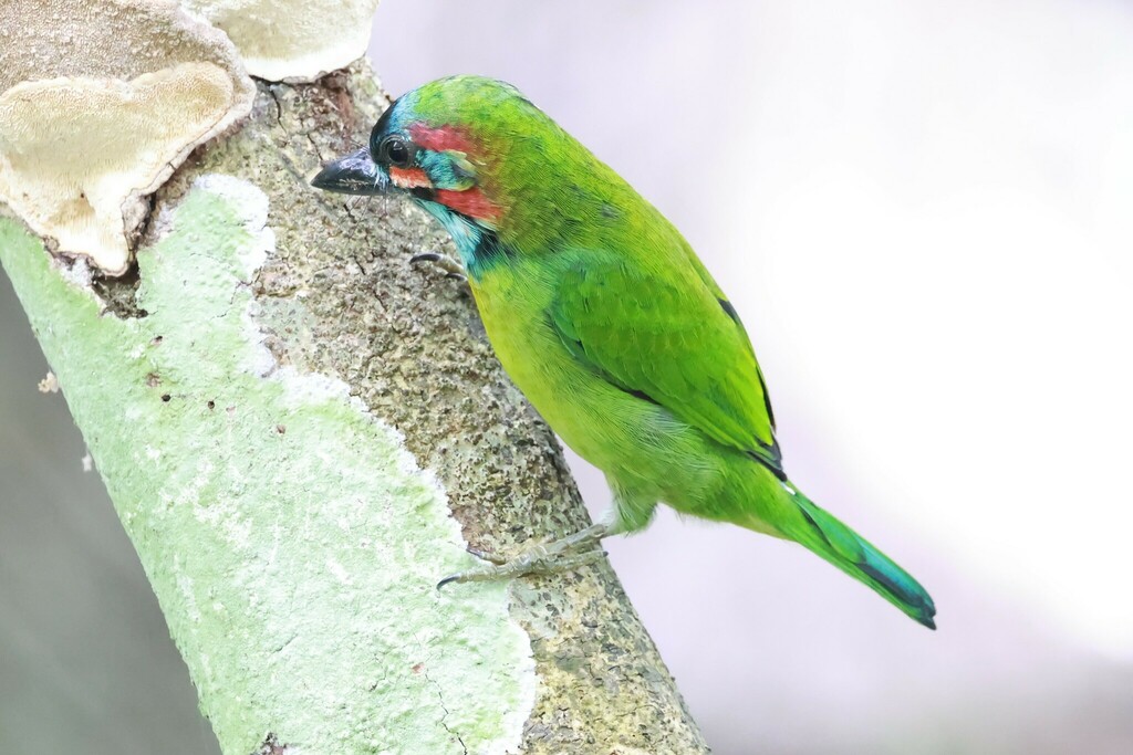Blue-eared Barbet