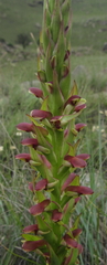 Disa brevicornis