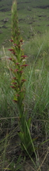 Disa brevicornis