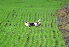 Alopochen aegyptiaca