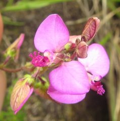 Polygala ohlendorfiana