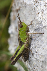 Pseudochorthippus