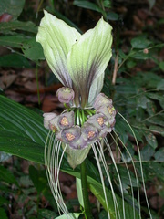 Tacca integrifolia