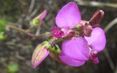 Polygala ohlendorfiana