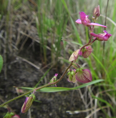 Polygala ohlendorfiana