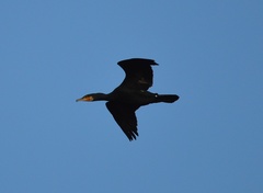 Phalacrocorax carbo