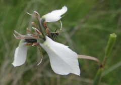 Moraea brevistyla