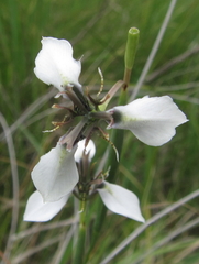 Moraea brevistyla