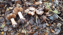 Cortinarius regalis