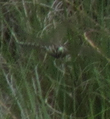 Pinheyschna subpupillata