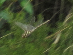 Pinheyschna subpupillata