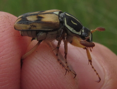 Stripsipher lamellatus