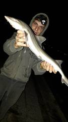 Mustelus mustelus