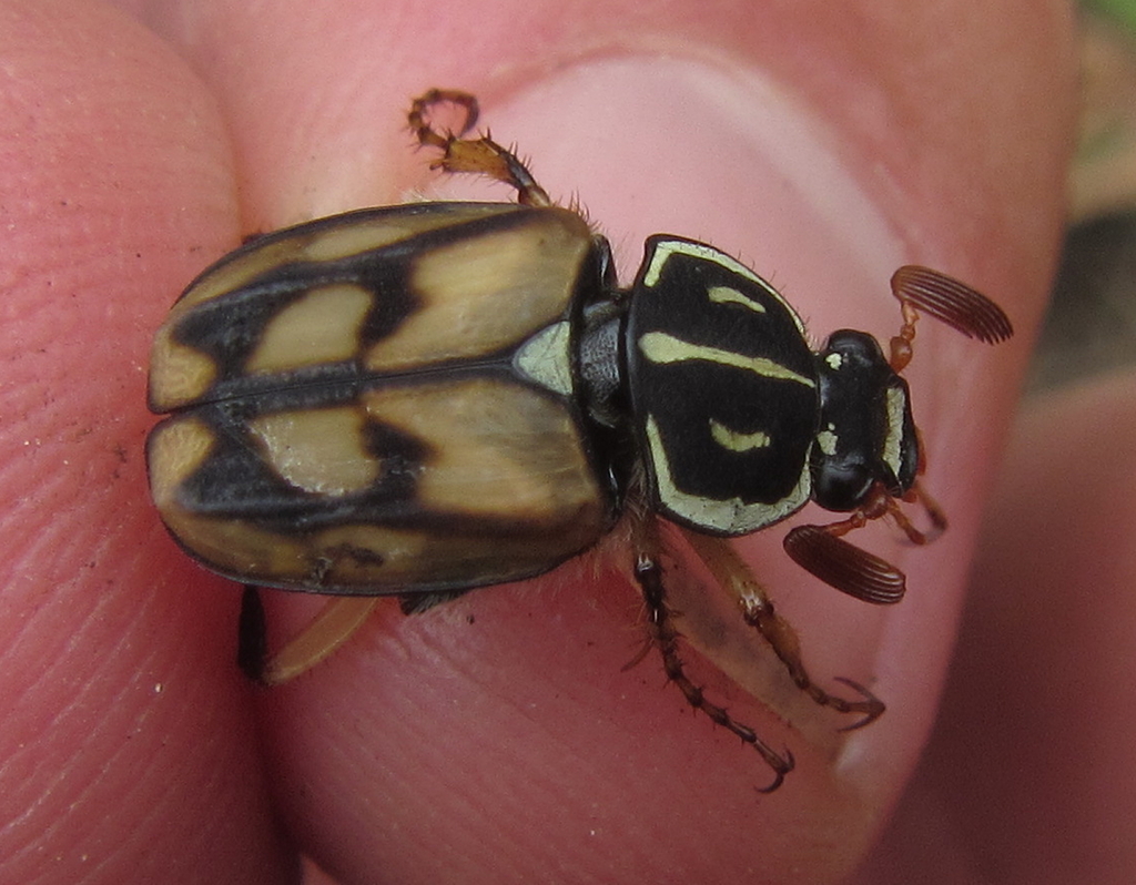 Wood Chafers