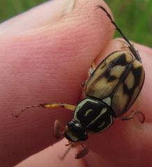 Stripsipher lamellatus