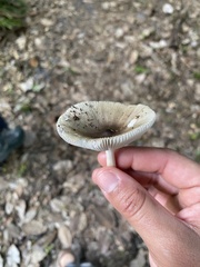 Amanita vaginata image