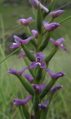 Disa stachyoides