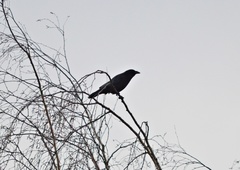 Corvus corone