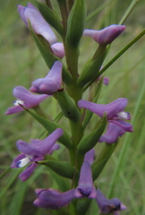 Disa stachyoides