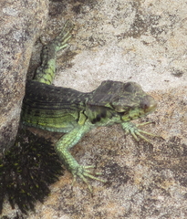 Pseudocordylus subviridis