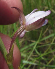 Eulophia zeyheriana