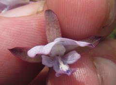 Eulophia zeyheriana